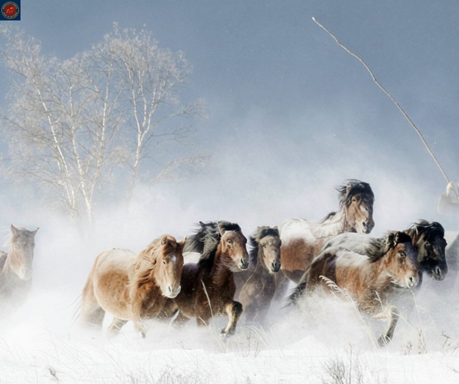 Mongolian Horses